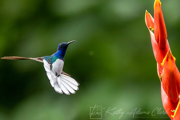 White-necked jacobin KAC4532-Enhanced-NR
