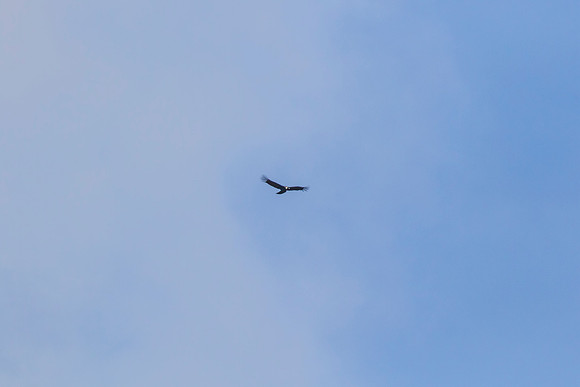 Andean Condor KAC8284