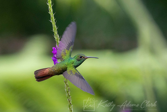 rufous-tailed hummingbird KAC6473