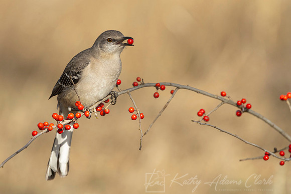 Northern mockingbird KAC1516