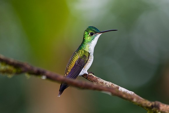 Andean emerald hummingbird KAC5114