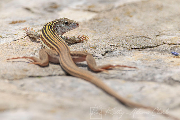 Common Spotted Whiptail Lizard KAC0134