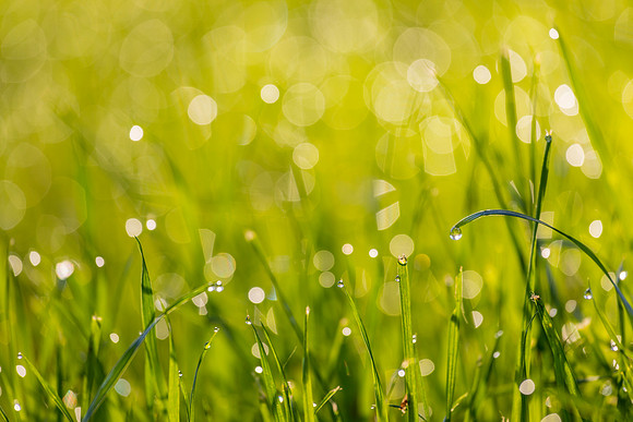 Grass Morning Spring KAC0583