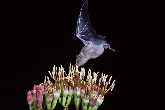 Mexican Long-tongued Bat KAC8891