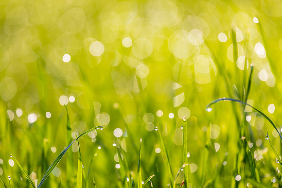 Grass Morning Spring KAC0584