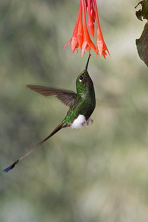 booted racket-tail hummingbird KAC8228