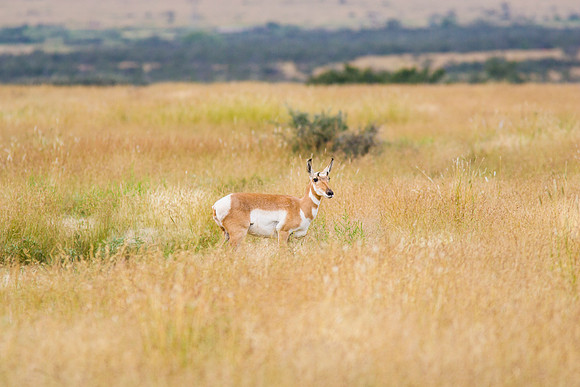 3 Pronghorn antelope KAC100611