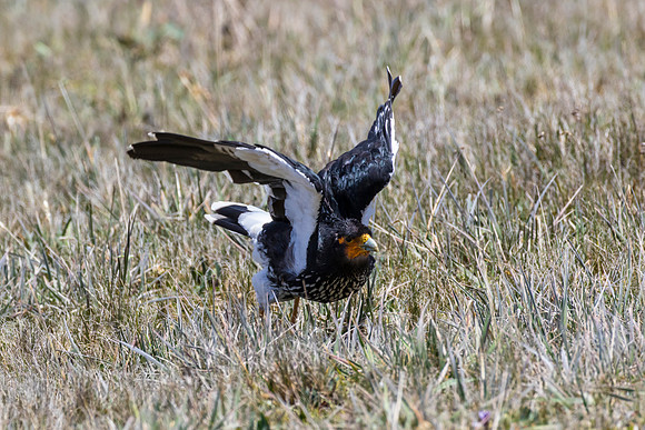 Carunculated caracara KAC8647