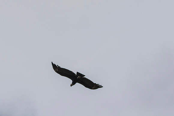 Andean Condor KAC8515