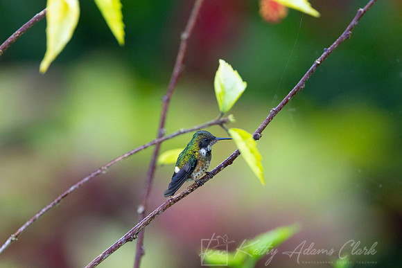 Black-crested coquette hummingbird KAC6181