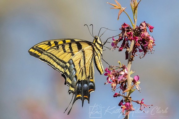 Two-tailed swallowtail KAC2594
