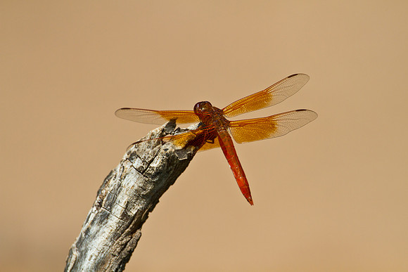 Flame skimmer dragonfly KAC1551
