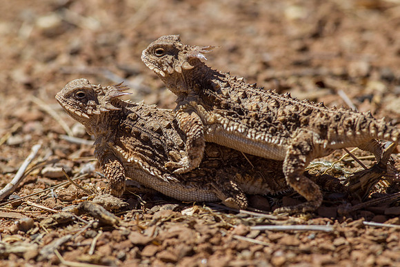 Regal Horned Lizard KAC9135