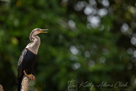Anhinga KAC3979