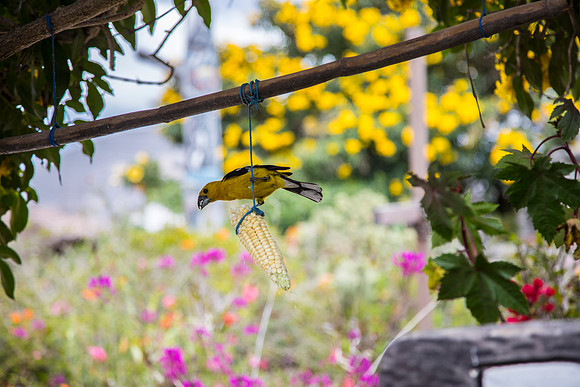 Golden grosbeak KAC9944