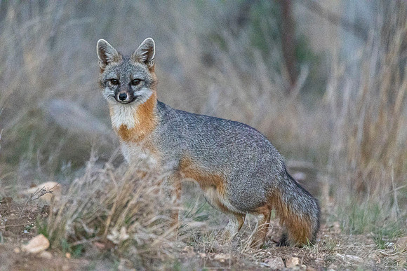Gray fox KAC2153