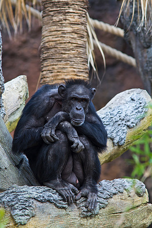 Chimpanzee KAC9224