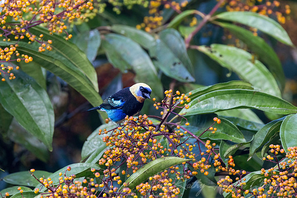 golden-hooded tanager KAC6190