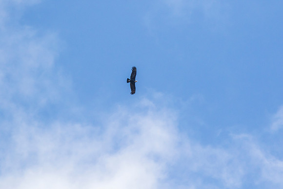 Andean Condor KAC8358