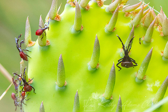 Bug Species Prickly Pear KAC8012