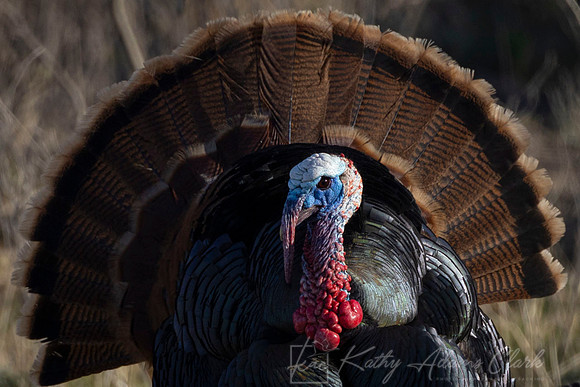 Wild Turkey KAC7823