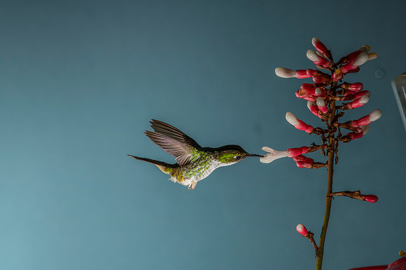 Booted racket-tail hummingbird KAC0466