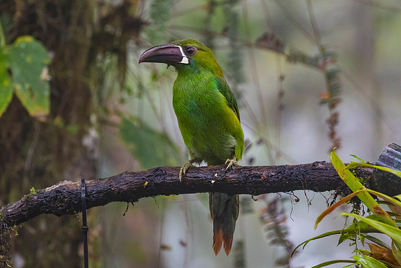 Crimson-rumped toucanet KAC9725