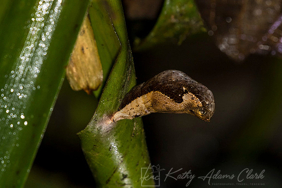 Snake Mimicking Owl-Butterfly KAC0475