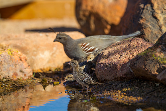 Gambel's quail KAC8927
