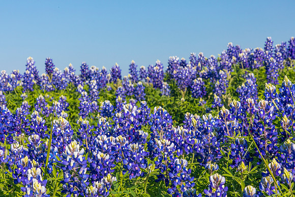 Texas Bluebonnet KAC0845