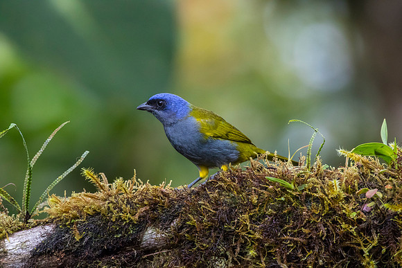 Blue-capped tanager KAC9869