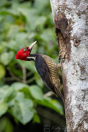 Pale-billed woodpecker KAC4208