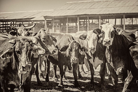 Cattle in Pen KAC7803tt