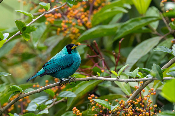 Green honeycreeper KAC6309