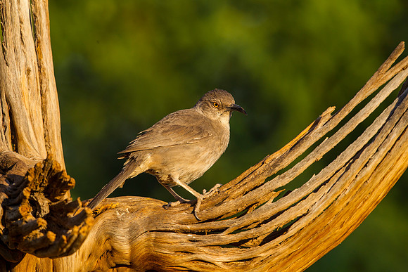 Curve-billed thrasher KAC8818