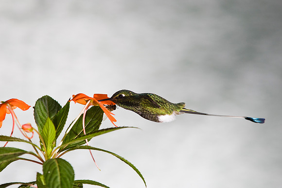 Booted racket-tail hummingbird KAC4816