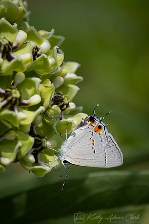 Gray hairstreak KAC7582