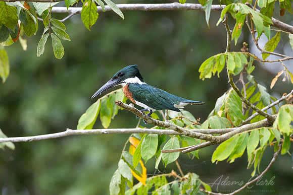 Amazon kingfisher KAC3753