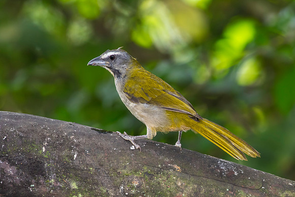 Buff-throated saltator KAC9558