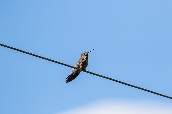 Giant hummingbird KAC8769