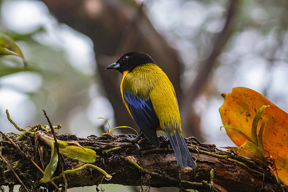 Black-chinned mountain-tanager KAC9989