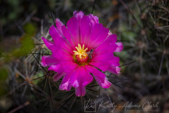 Big Needle Cactus KAC7547