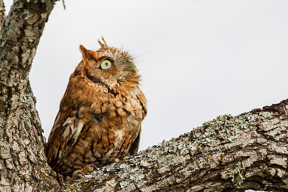 Eastern screech-owl KAC7333