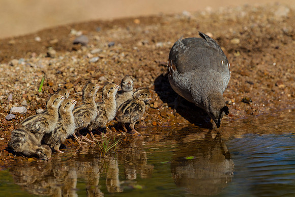 Gambel's quail KAC8965