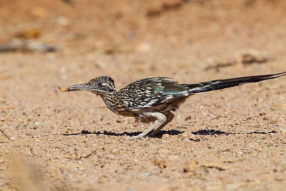 Greater roadrunner KAC9043