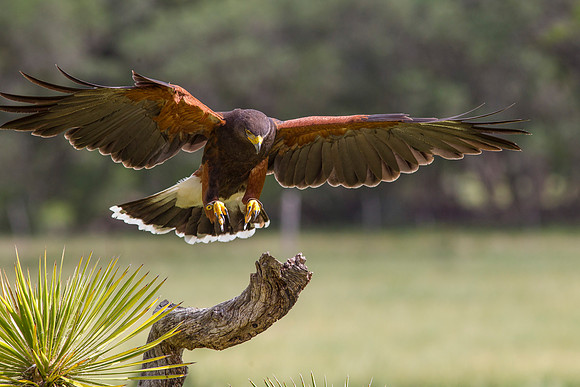 Harris's hawk KAC7528