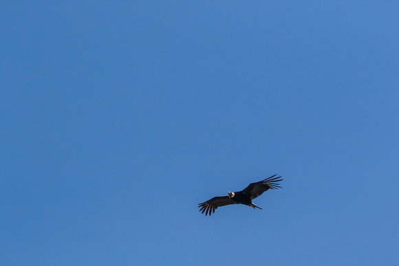 Andean Condor KAC8486