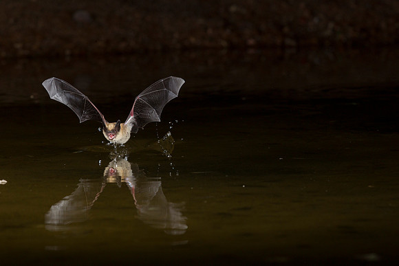 Arizona myotis Bat KAC0069