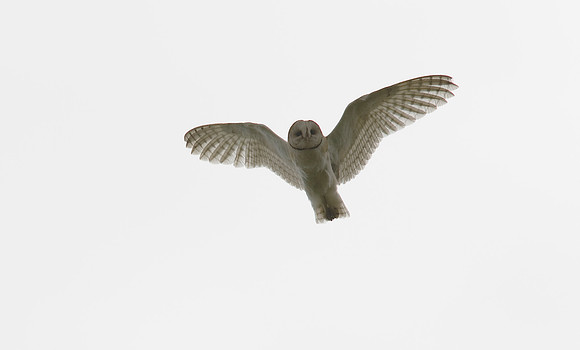 Barn owl KAC607439
