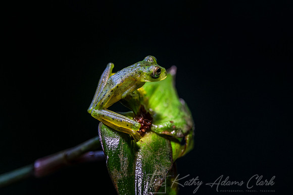 Ghost glass frog KAC4830-Enhanced-NR